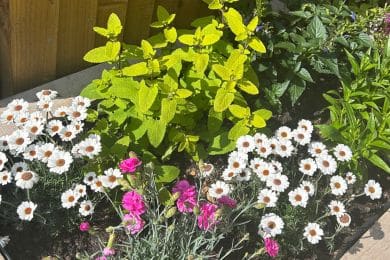 seasonal planting ideas