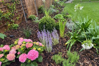 pollinator-friendly plants