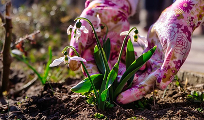winter gardening 2